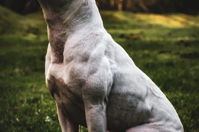 Staffordshire Bull Terrier