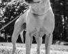 Staffordshire Bull Terrier