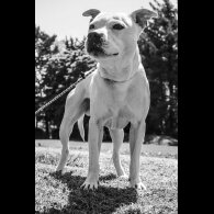 Staffordshire Bull Terrier