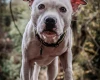 Staffordshire Bull Terrier