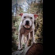 Staffordshire Bull Terrier