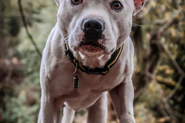 Staffordshire Bull Terrier