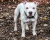 Staffordshire Bull Terrier
