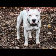 Staffordshire Bull Terrier