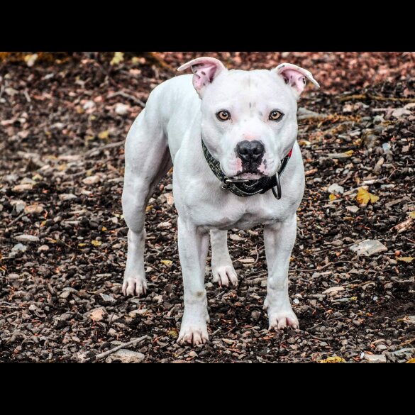 Staffordshire Bull Terrier