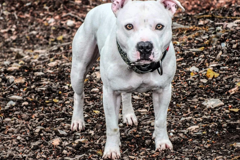 Staffordshire Bull Terrier