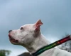 Staffordshire Bull Terrier