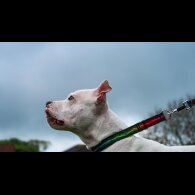 Staffordshire Bull Terrier
