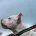 Staffordshire Bull Terrier