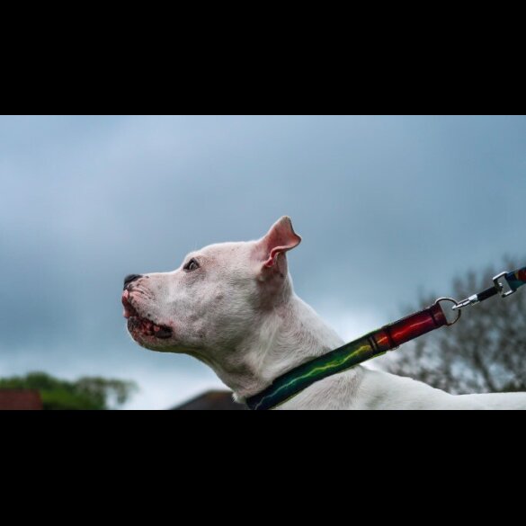 Staffordshire Bull Terrier