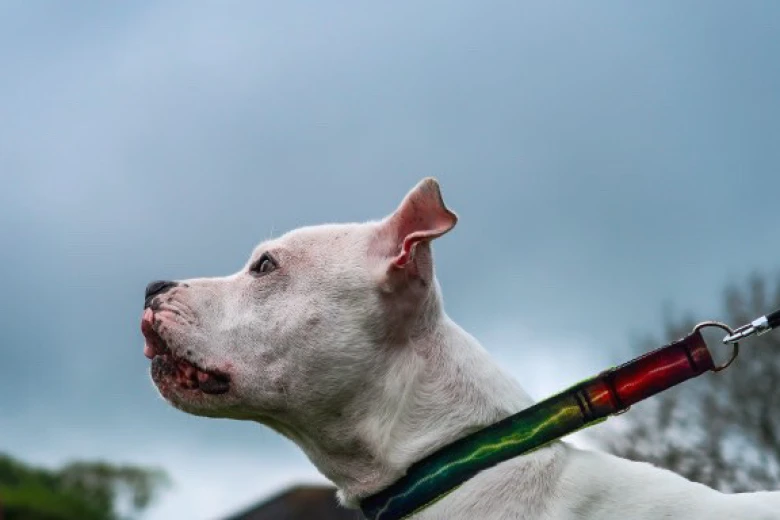Staffordshire Bull Terrier
