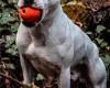 Staffordshire Bull Terrier