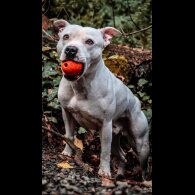 Staffordshire Bull Terrier