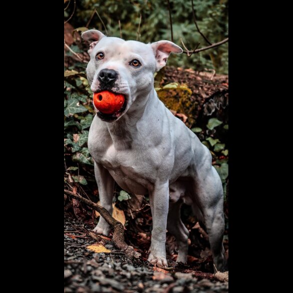 Staffordshire Bull Terrier
