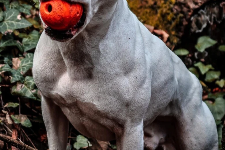 Staffordshire Bull Terrier
