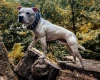 Staffordshire Bull Terrier
