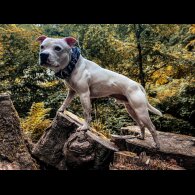 Staffordshire Bull Terrier