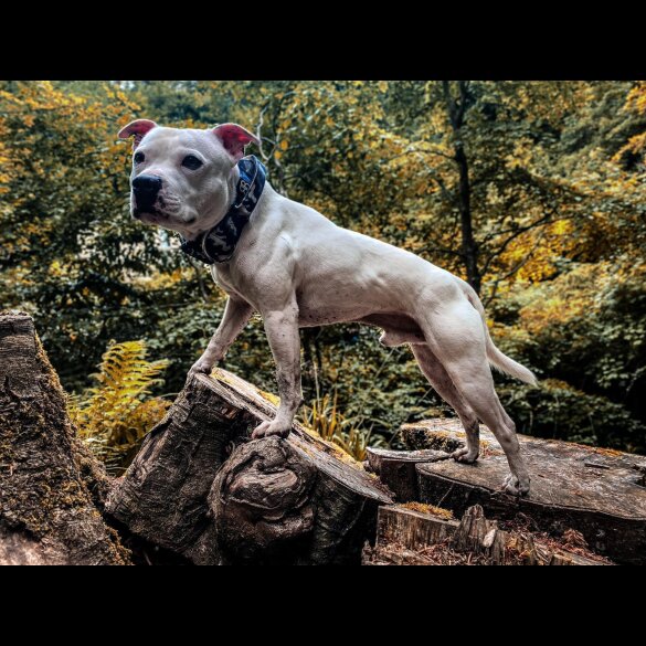 Staffordshire Bull Terrier