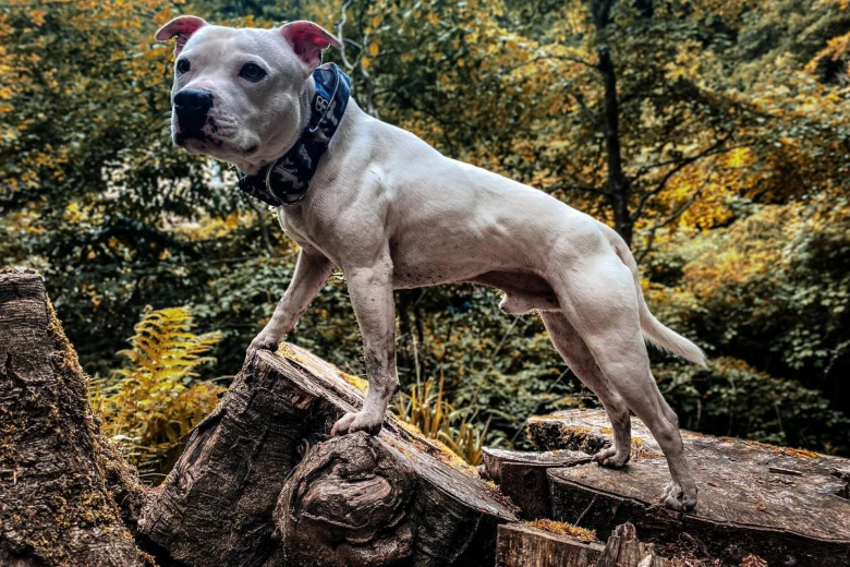 Staffordshire Bull Terrier