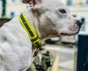Staffordshire Bull Terrier
