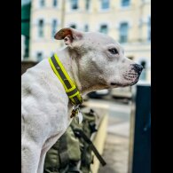 Staffordshire Bull Terrier