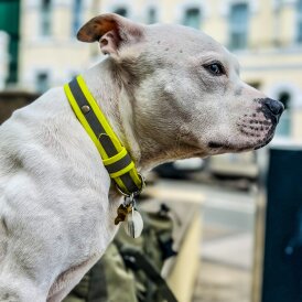 Staffordshire Bull Terrier