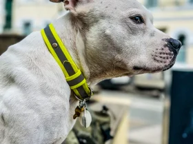 Staffordshire Bull Terrier