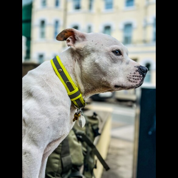 Staffordshire Bull Terrier