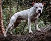 Staffordshire Bull Terrier