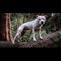 Staffordshire Bull Terrier