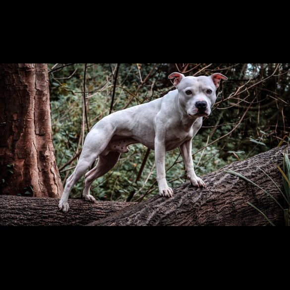 Staffordshire Bull Terrier