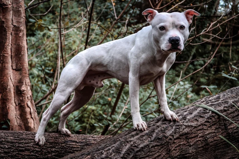 Staffordshire Bull Terrier