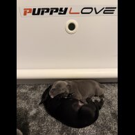 Staffordshire Bull Terrier