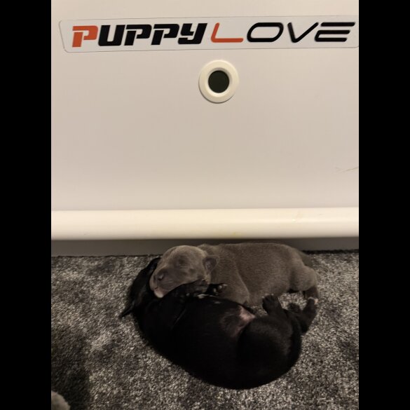 Staffordshire Bull Terrier