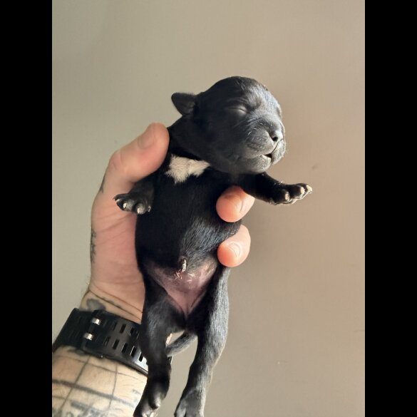 Staffordshire Bull Terrier