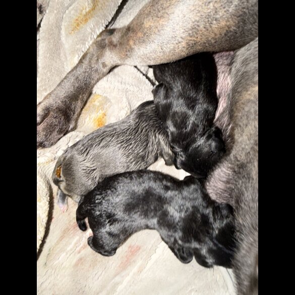 Staffordshire Bull Terrier