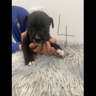 Staffordshire Bull Terrier