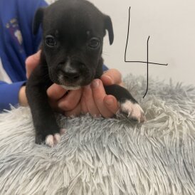 Staffordshire Bull Terrier