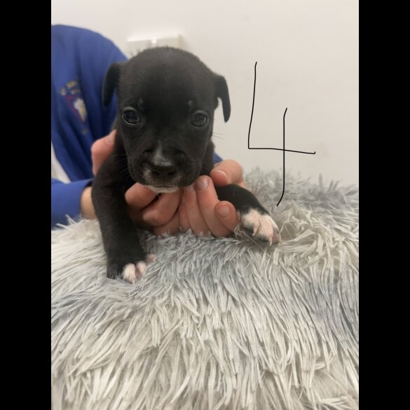 Staffordshire Bull Terrier