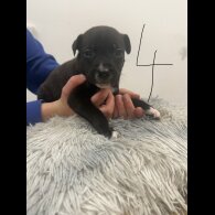 Staffordshire Bull Terrier