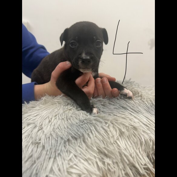 Staffordshire Bull Terrier