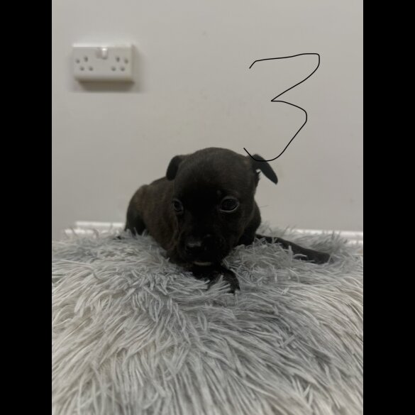 Staffordshire Bull Terrier