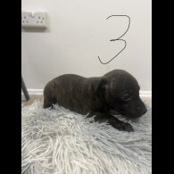 Staffordshire Bull Terrier