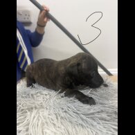 Staffordshire Bull Terrier