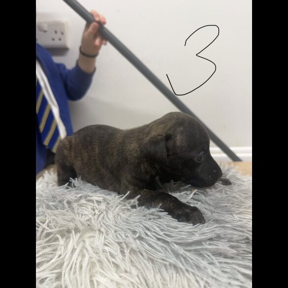 Staffordshire Bull Terrier