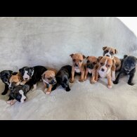 Staffordshire Bull Terrier