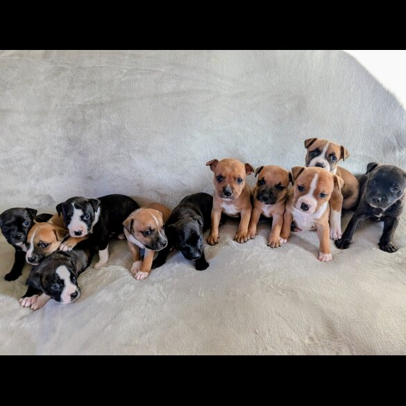 Staffordshire Bull Terrier