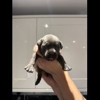 Staffordshire Bull Terrier