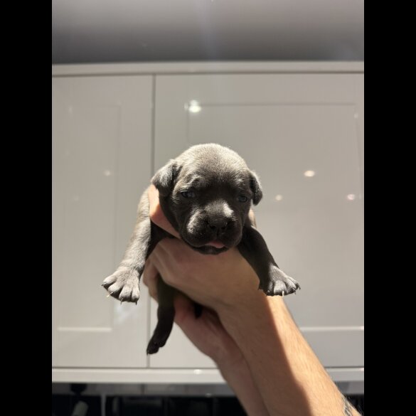 Staffordshire Bull Terrier