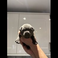 Staffordshire Bull Terrier